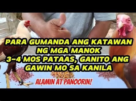 Ano ang magandang patuka para gumanda ang katawan ng .